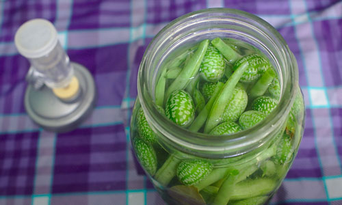 Mexican sour gherkins