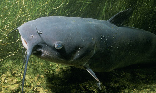 A catfish that may soon find itself on the liberating end of a pitchfork.