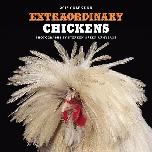 Extrordinary Chickens