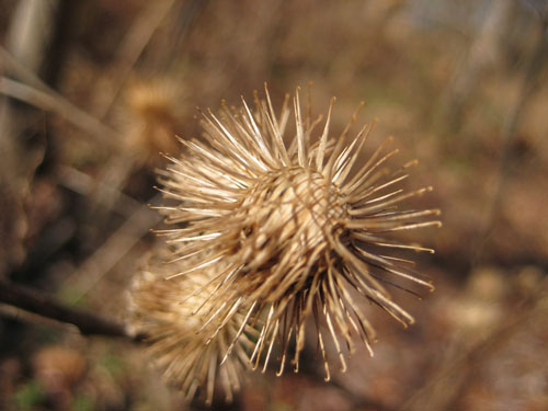 Burrs