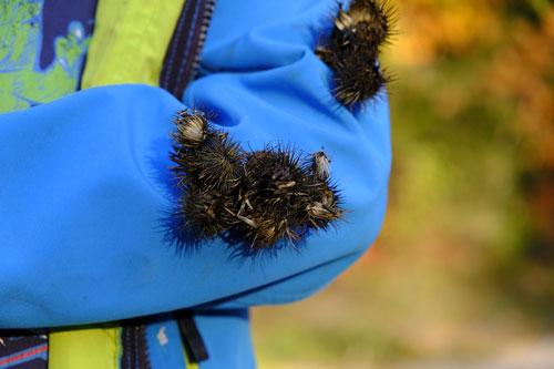 Velcro burrs