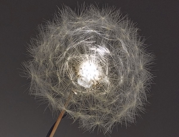 Studio Drift dandelion light